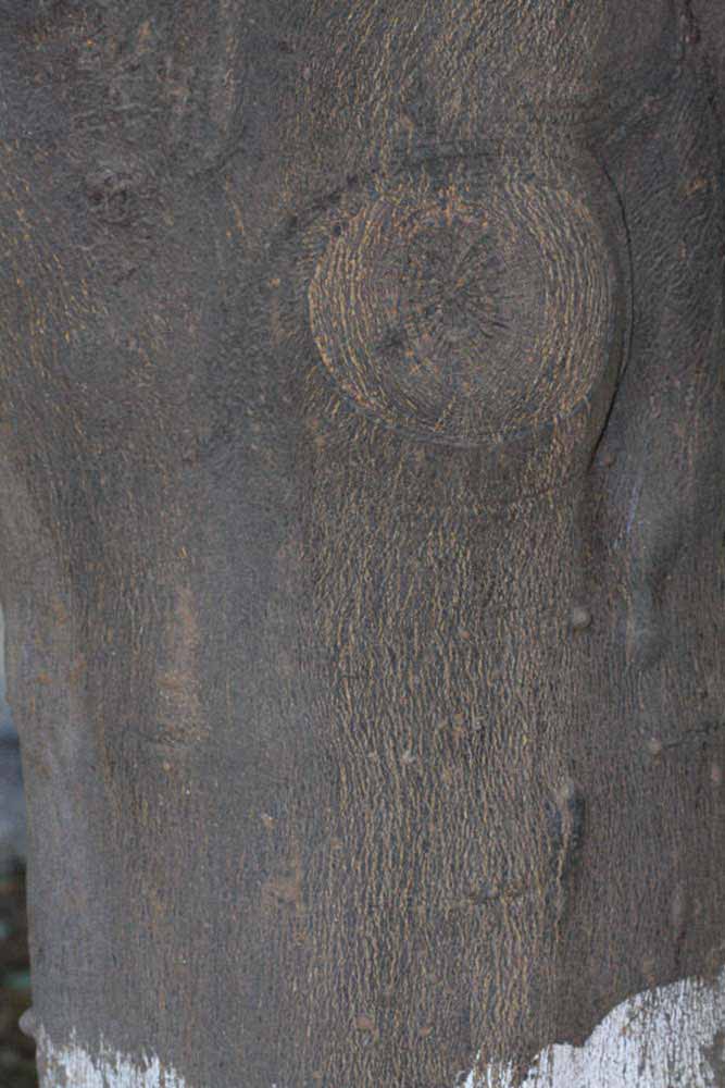              Bark (Riverside, CA)       